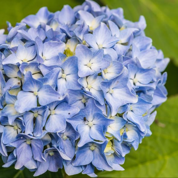 Camélia du Japon : Bénéficiez De 8 Mois De Floraison ! – Le Jardin de ma  Grand-Mère
